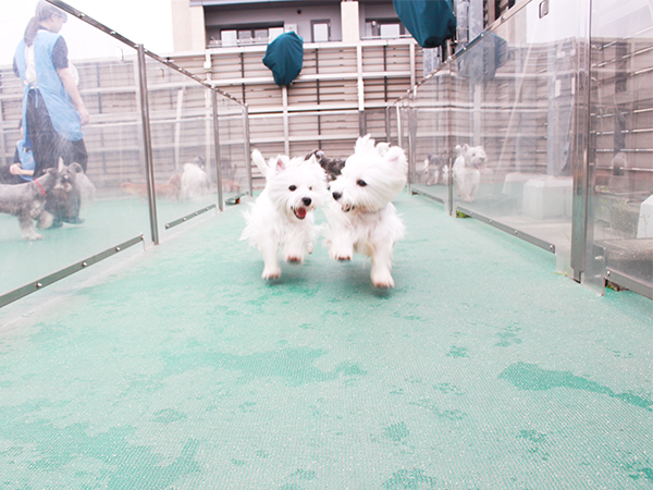 生徒とモデル犬が大好きなドッグラン♪